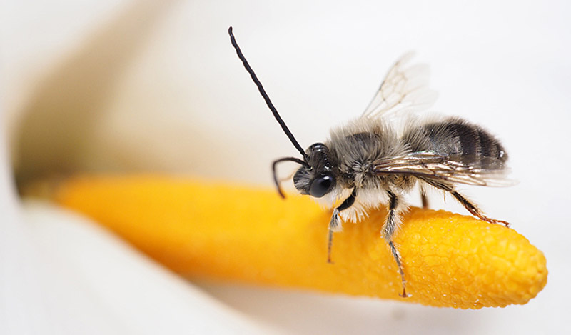 makro včela