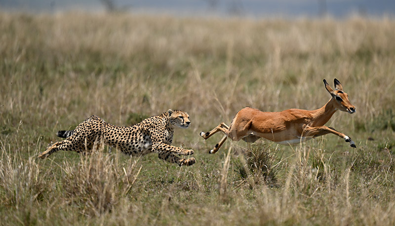 Nikkor Z 400mm f/2.8 TC VR S safary