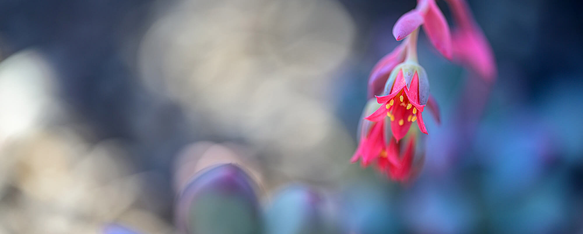makro nikkor z 105mm